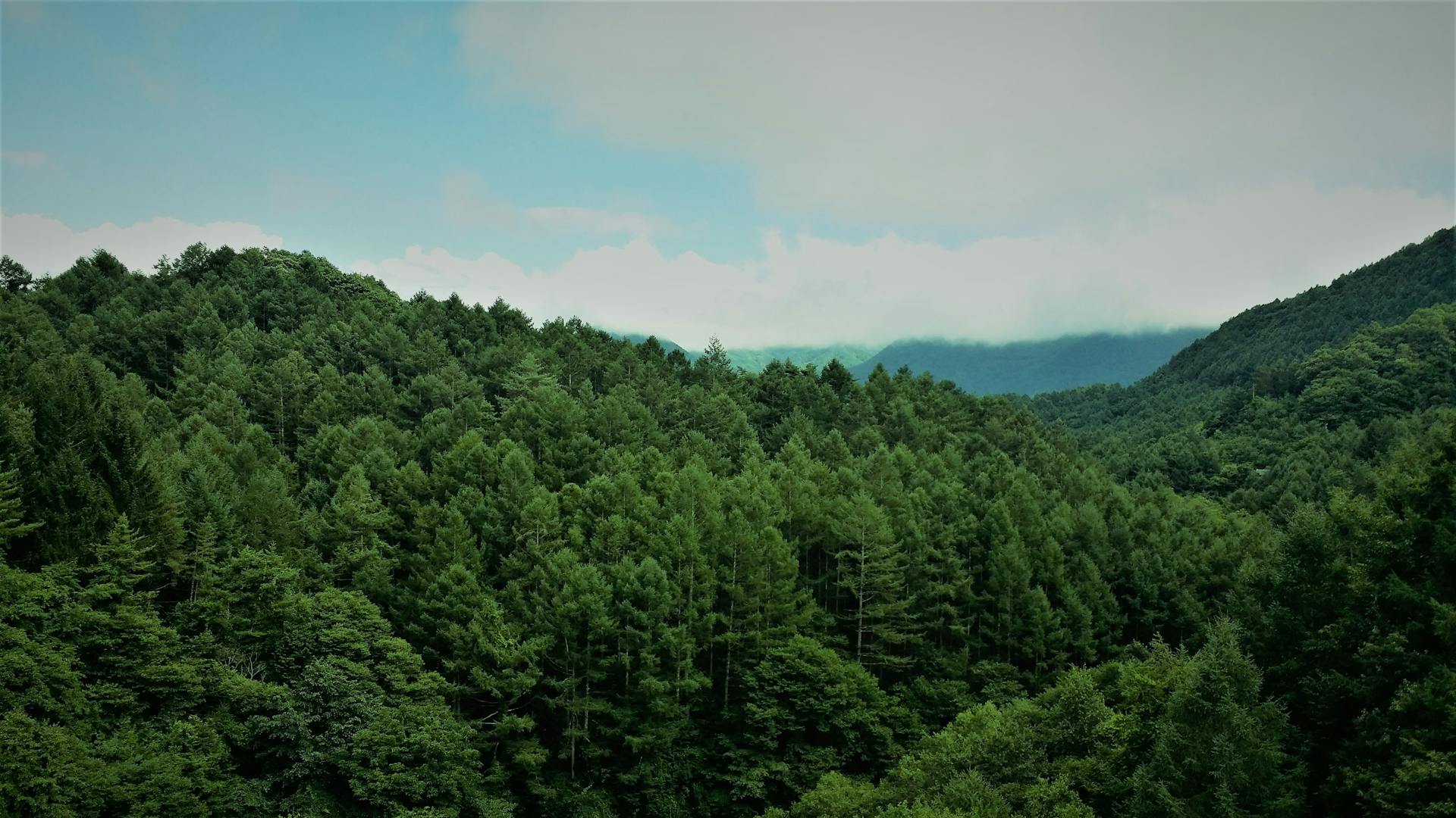 forest horizon environment